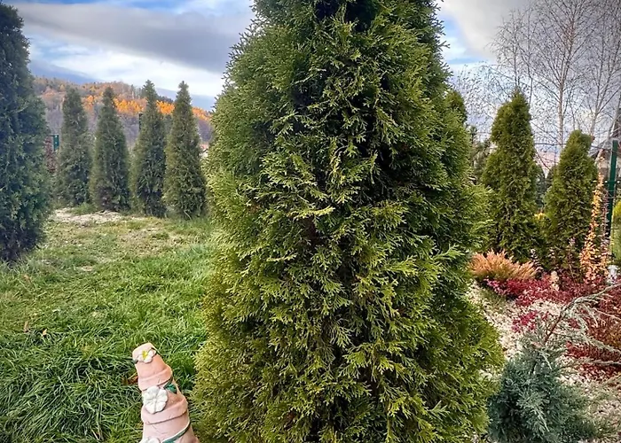 Sniezna - Karpacz * Sosnówka